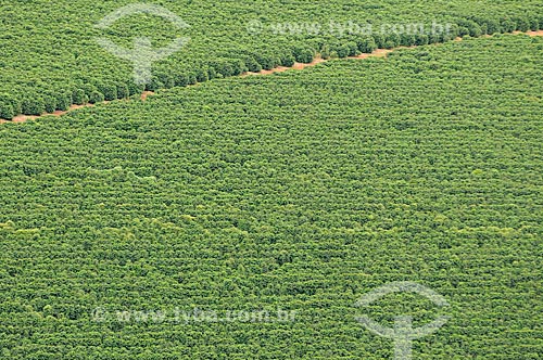  Assunto: Plantação de Café / Local: São Roque de Minas - Minas Gerais (MG) - Brasil / Data: 03/2013 