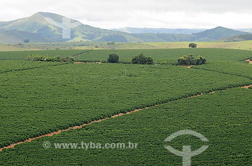  Assunto: Plantação de Café com a Serra da Canastra ao fundo / Local: São Roque de Minas - Minas Gerais (MG) - Brasil / Data: 03/2013 