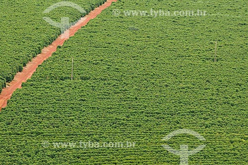  Assunto: Plantação de Café / Local: São Roque de Minas - Minas Gerais (MG) - Brasil / Data: 03/2013 