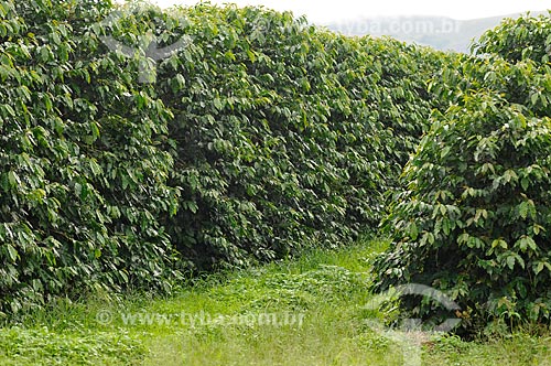  Assunto: Plantação de Café / Local: São Roque de Minas - Minas Gerais (MG) - Brasil / Data: 03/2013 