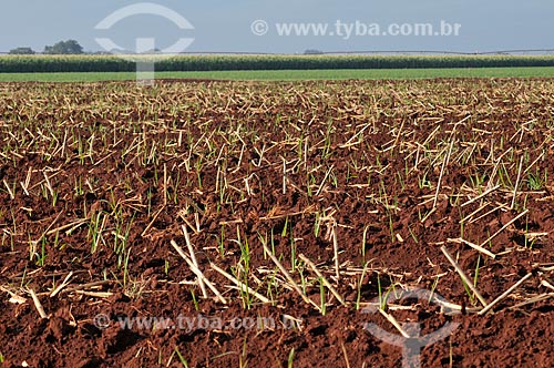  Assunto: Plantação de cana-de-açúcar / Local: Guaíra - São Paulo (SP) - Brasil / Data: 03/2013 