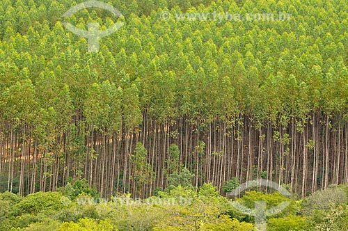  Assunto: Plantação de Eucaliptos / Local: Delfinópolis - Minas Gerais (MG) - Brasil / Data: 03/2013 