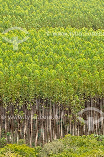 Assunto: Plantação de Eucaliptos / Local: Delfinópolis - Minas Gerais (MG) - Brasil / Data: 03/2013 