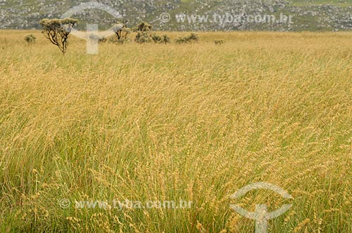  Assunto: Campos de altitude no Parque Nacional da Serra da Canastra / Local: São Roque de Minas - Minas Gerais (MG) - Brasil / Data: 03/2013 