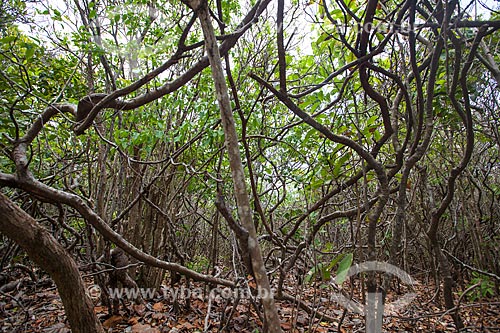  Assunto: Vegetação onde cohabitam, entre outros, o cipó, angélica, pau-ferro, no Santuário Ecológico de Pipa / Local: Tibau do Sul - Rio Grande do Norte (RN) - Brasil / Data: 03/2013 