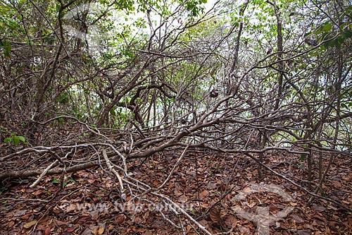  Assunto: Vegetação onde cohabitam, entre outros, o cipó, angélica, pau-ferro, no Santuário Ecológico de Pipa / Local: Tibau do Sul - Rio Grande do Norte (RN) - Brasil / Data: 03/2013 