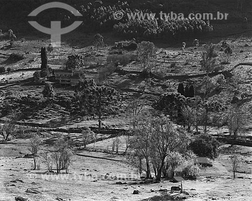  Assunto: Araucária (Araucaria angustifolia) e vegetação / Local: Gramado - Rio Grande do Sul (RS) - Brasil / Data: 1988 