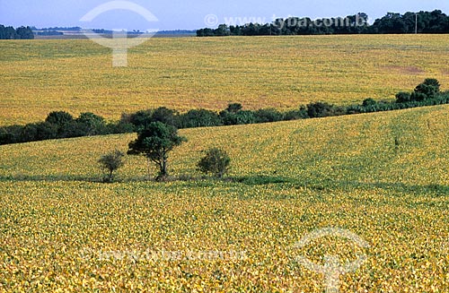  Assunto: Plantação de soja / Local: Passo Fundo - Rio Grande do Sul (RS) - Brasil / Data: 2004 