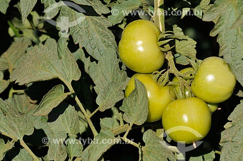  Assunto: Detalhe de plantação de Tomate Longa Vida Envarado / Local: Ouroeste - São Paulo (SP) - Brasil / Data: 07/2013 