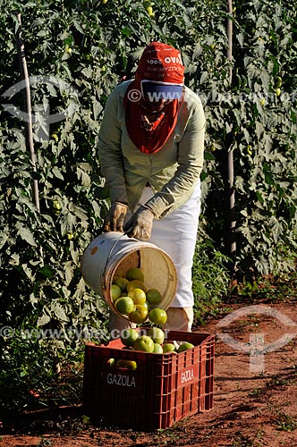  Assunto: Colheita em plantação de Tomate Longa Vida Envarado / Local: Ouroeste - São Paulo (SP) - Brasil / Data: 07/2013 