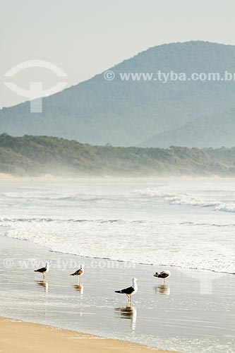  Assunto: Gaivotas na Praia da Barra da Lagoa / Local: Florianópolis - Santa Catarina (SC) - Brasil / Data: 08/2013 