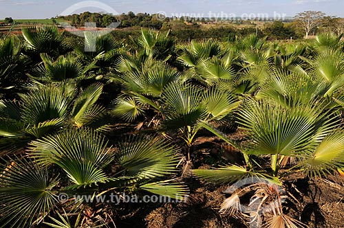  Assunto: Mudas de Palmeira Oxitonia - Planta Ornamental  / Local: Uchoa - São Paulo (SP) - Brasil / Data: 09/2013 