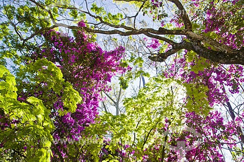  Assunto: Sempre-lustrosa (Bougainvillea spectabilis) florida / Local: Araxá - Minas Gerais (MG) - Brasil / Data: 07/2013 