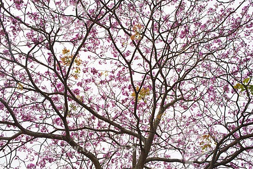  Assunto: Ipê-Rosa (Tabebuia heptaphylla) florido / Local: Rio de Janeiro (RJ) - Brasil / Data: 08/2013 