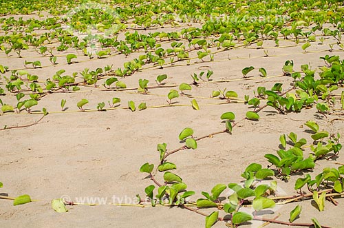  Assunto: Vegetação de Restinga em Praia de Fernando de Noronha / Local: Arquipélago de Fernando de Noronha - Pernambuco (PE) - Brasil / Data: 10/2013 