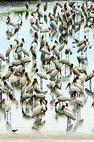  Assunto: Cabeças-secas (Mycteria americana) - também conhecido como Passarão - no Estrada Parque Pantanal / Local: Corumbá - Mato Grosso do Sul (MS) - Brasil / Data: 11/2011 