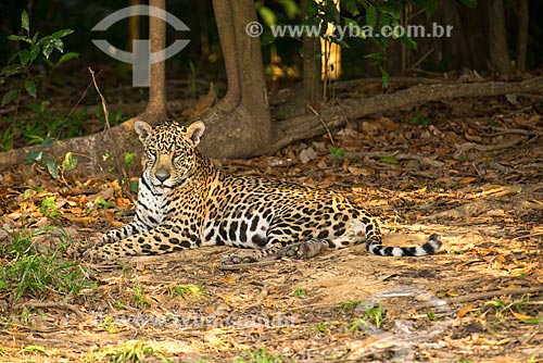  Assunto: Onça pintada (Panthera onca) no pantanal / Local: Mato Grosso (MT) - Brasil / Data: 10/2012 