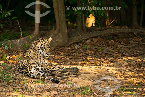  Assunto: Onça pintada (Panthera onca) no pantanal / Local: Mato Grosso (MT) - Brasil / Data: 10/2012 