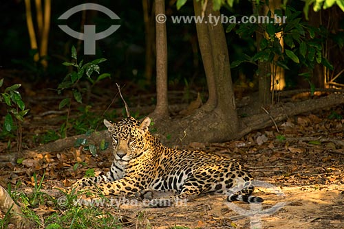  Assunto: Onça pintada (Panthera onca) no pantanal / Local: Mato Grosso (MT) - Brasil / Data: 10/2012 