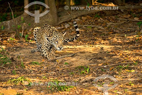  Assunto: Onça pintada (Panthera onca) no pantanal / Local: Mato Grosso (MT) - Brasil / Data: 10/2012 