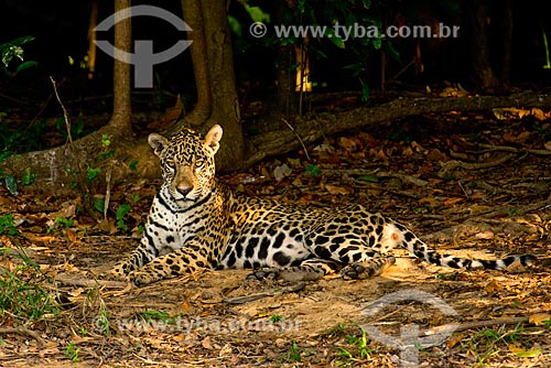  Assunto: Onça pintada (Panthera onca) no pantanal / Local: Mato Grosso (MT) - Brasil / Data: 10/2012 