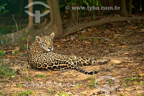  Assunto: Onça pintada (Panthera onca) no pantanal / Local: Mato Grosso (MT) - Brasil / Data: 10/2012 