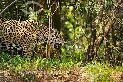  Assunto: Onça pintada (Panthera onca) no pantanal / Local: Mato Grosso (MT) - Brasil / Data: 10/2012 