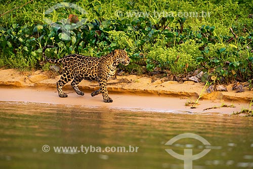  Assunto: Onça pintada (Panthera onca) no pantanal / Local: Mato Grosso (MT) - Brasil / Data: 10/2012 