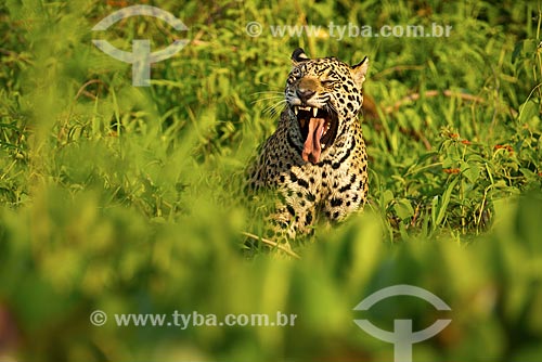  Assunto: Onça pintada (Panthera onca) no pantanal / Local: Mato Grosso (MT) - Brasil / Data: 10/2012 