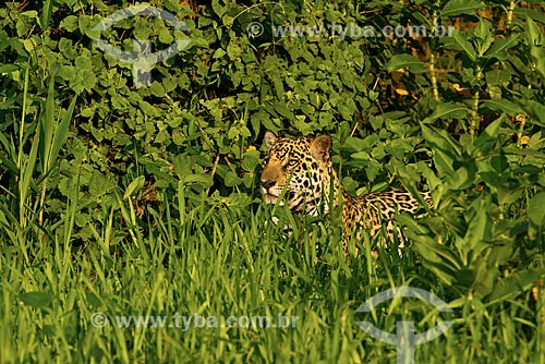  Assunto: Onça pintada (Panthera onca) no pantanal / Local: Mato Grosso (MT) - Brasil / Data: 10/2012 