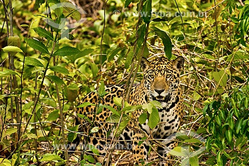  Assunto: Onça pintada (Panthera onca) no pantanal / Local: Mato Grosso (MT) - Brasil / Data: 10/2012 