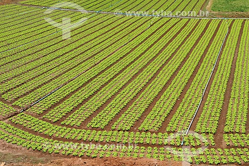  Assunto: Plantação de hortaliças / Local: Teresópolis - Rio de Janeiro (RJ) - Brasil / Data: 11/2013 