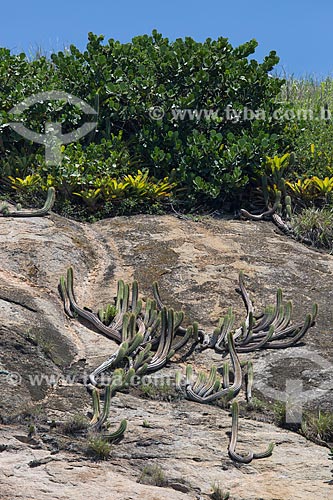  Assunto: Cactos na Ilha Comprida - parte do Monumento Natural das Ilhas Cagarras / Local: Rio de Janeiro (RJ) - Brasil / Data: 11/2013 