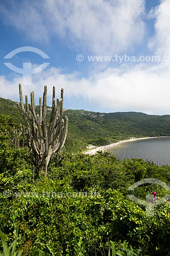  Cacto Micranthocereus purpureus - cacto característico da Caatinga Fluminense também conhecida como estepe arbórea aberta - no Morro do Forno com Praia do Forno ao fundo  - Arraial do Cabo - Rio de Janeiro - Brasil