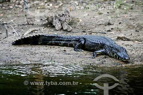  Assunto: Jacaré-do-pantanal (caiman crocodilus yacare) - também conhecido como Jacaré-do-paraguai / Local: Mato Grosso do Sul (MS) - Brasil / Data: 04/2008 