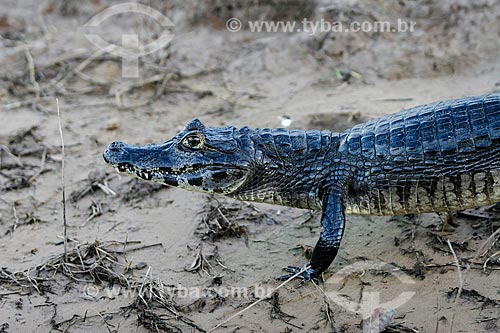  Assunto: Detalhe de Jacaré-do-pantanal (caiman crocodilus yacare) - também conhecido como Jacaré-do-paraguai / Local: Mato Grosso do Sul (MS) - Brasil / Data: 04/2008 