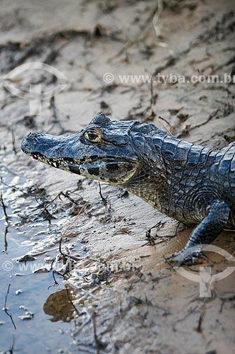  Assunto: Detalhe de Jacaré-do-pantanal (caiman crocodilus yacare) - também conhecido como Jacaré-do-paraguai / Local: Mato Grosso do Sul (MS) - Brasil / Data: 04/2008 