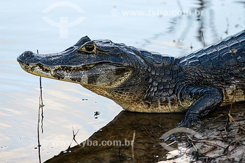  Assunto: Detalhe de Jacaré-do-pantanal (caiman crocodilus yacare) - também conhecido como Jacaré-do-paraguai / Local: Mato Grosso do Sul (MS) - Brasil / Data: 04/2008 