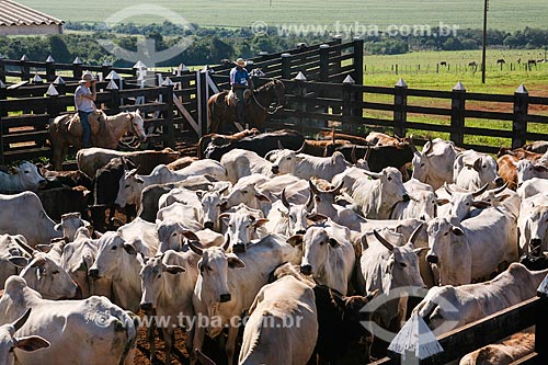  Assunto: Criação de gado em fazenda / Local: Foz do Iguaçu - Paraná (PR) - Brasil / Data: 05/2008 