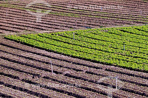  Assunto: Plantação de hortaliças - Estrada Teresópolis-Friburgo / Local: Teresópolis - Rio de Janeiro (RJ) - Brasil / Data: 08/2010 