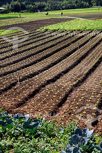  Assunto: Plantação de hortaliças - Estrada Teresópolis-Friburgo / Local: Teresópolis - Rio de Janeiro (RJ) - Brasil / Data: 08/2010 