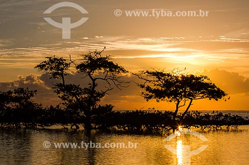  Manguezal ao entardecer  - Tamandaré - Pernambuco (PE) - Brasil