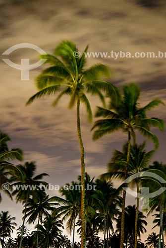  Vista noturna de coqueiros na praia de Porto de Galinhas  - Ipojuca - Pernambuco (PE) - Brasil