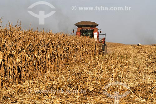  Colheita mecanizada de Milho  - Chapadão do Sul - Mato Grosso do Sul (MS) - Brasil