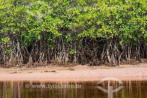  Manguezal na Praia de Algodões  - Maraú - Bahia (BA) - Brasil