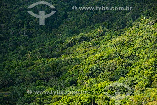  Vista geral de área de Mata Atlântica  - Uruçuca - Bahia (BA) - Brasil