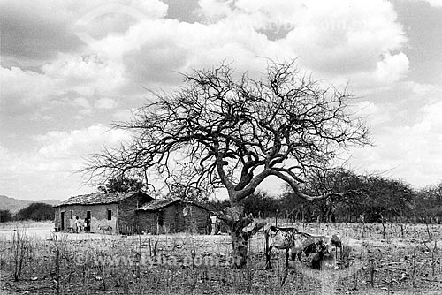  Árvore seca no sertão  - Canudos - Bahia (BA) - Brasil