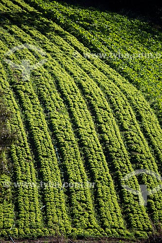  Plantação de alface  - Petrópolis - Rio de Janeiro (RJ) - Brasil