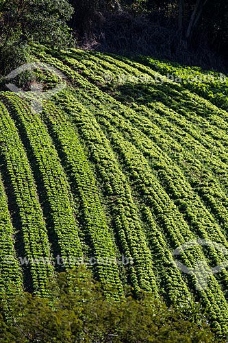  Plantação de alface  - Petrópolis - Rio de Janeiro (RJ) - Brasil