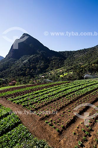  Plantação de alface próximo ao Parque Nacional da Serra dos Órgãos  - Petrópolis - Rio de Janeiro (RJ) - Brasil